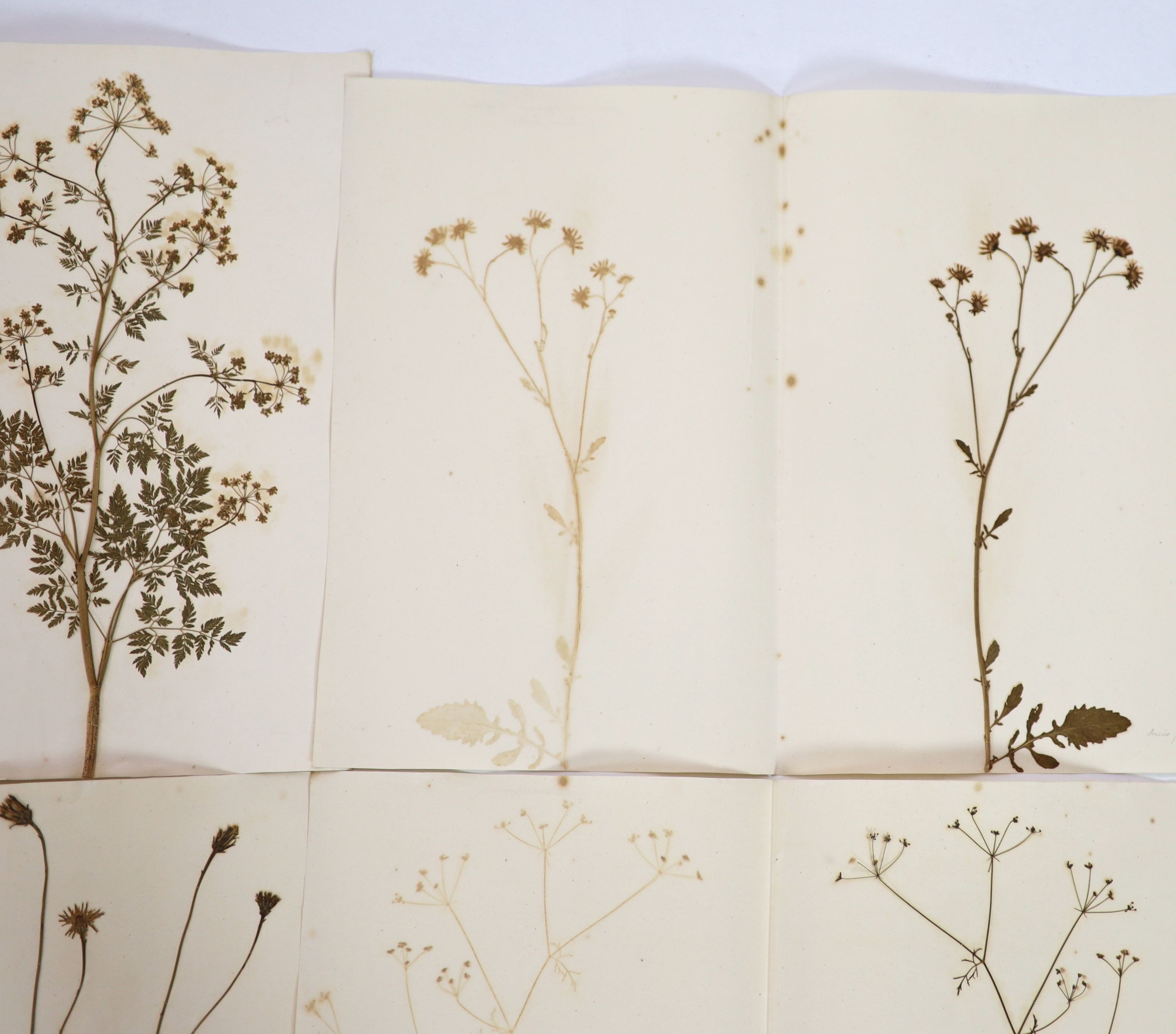 A folio of early 19th century dried botanical specimens on paper, Largest 47 cm X 28 cm (89 specimens)